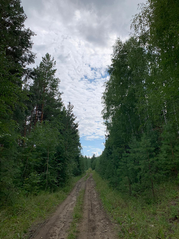 В лесу