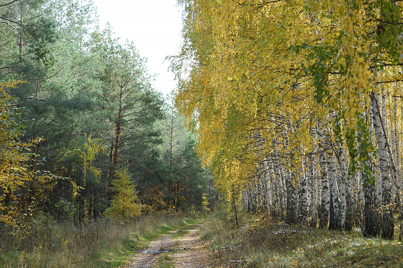 В лесу