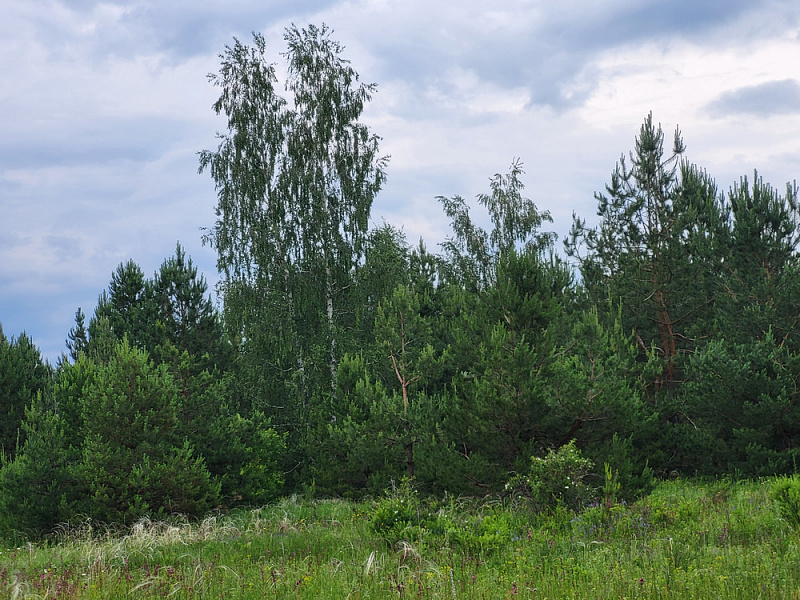В лесу
